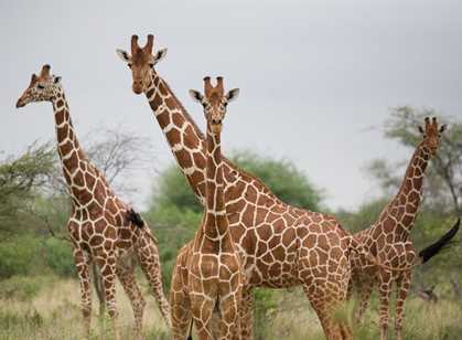 Meru National Park